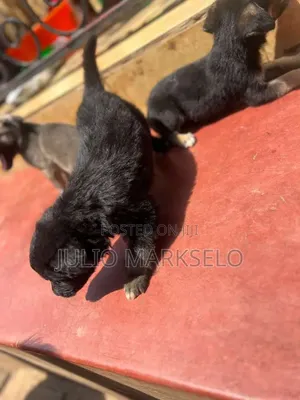 1-3 months Male Purebred German Shepherd