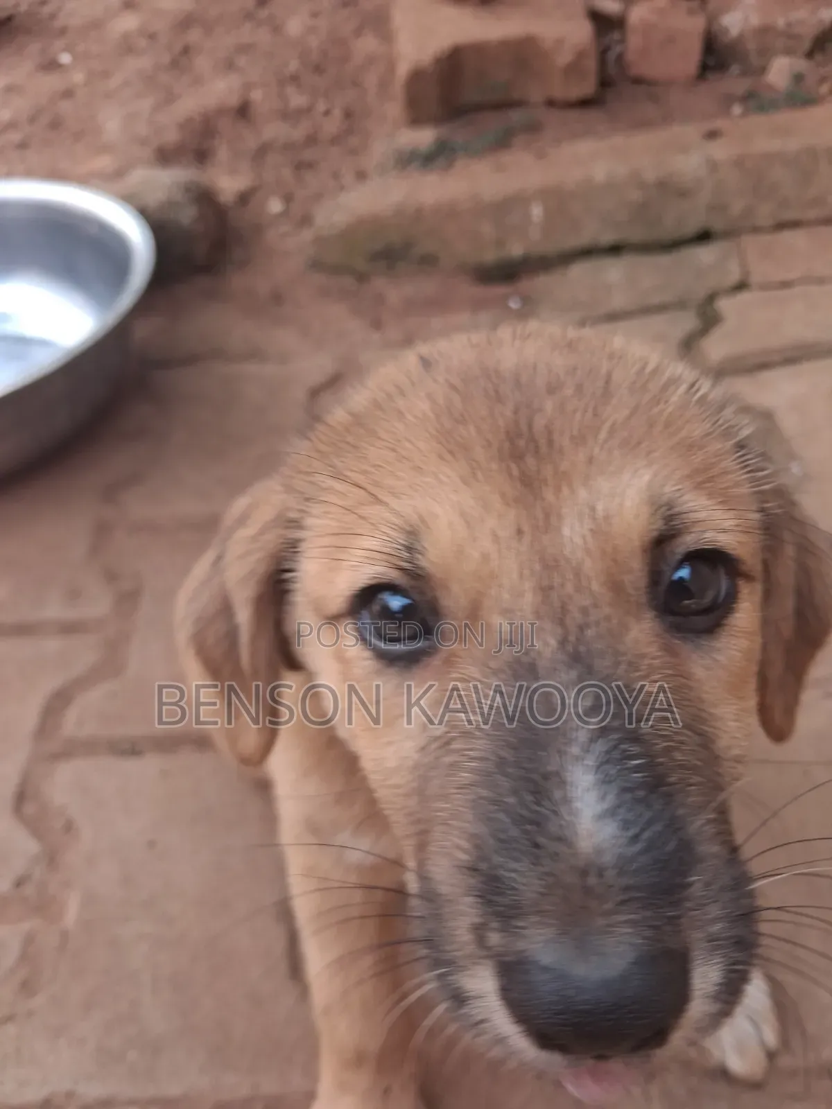 1-3 months Female Mixed Breed German Shepherd