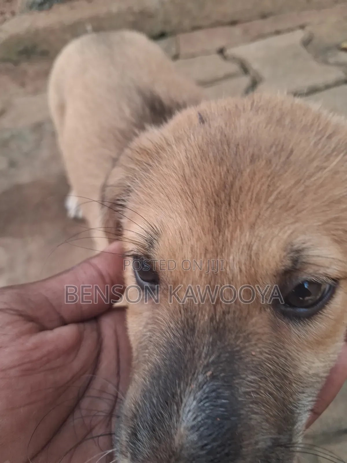 1-3 months Female Mixed Breed German Shepherd
