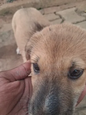 1-3 months Female Mixed Breed German Shepherd