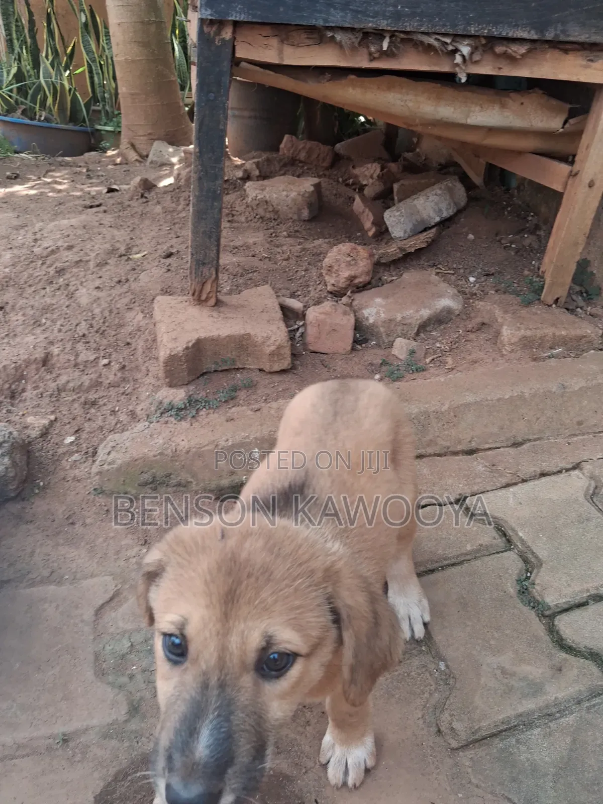 1-3 months Female Mixed Breed German Shepherd