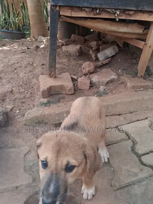 1-3 months Female Mixed Breed German Shepherd