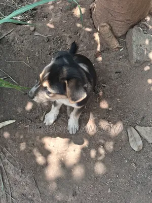 1-3 months Female Mixed Breed German Shepherd