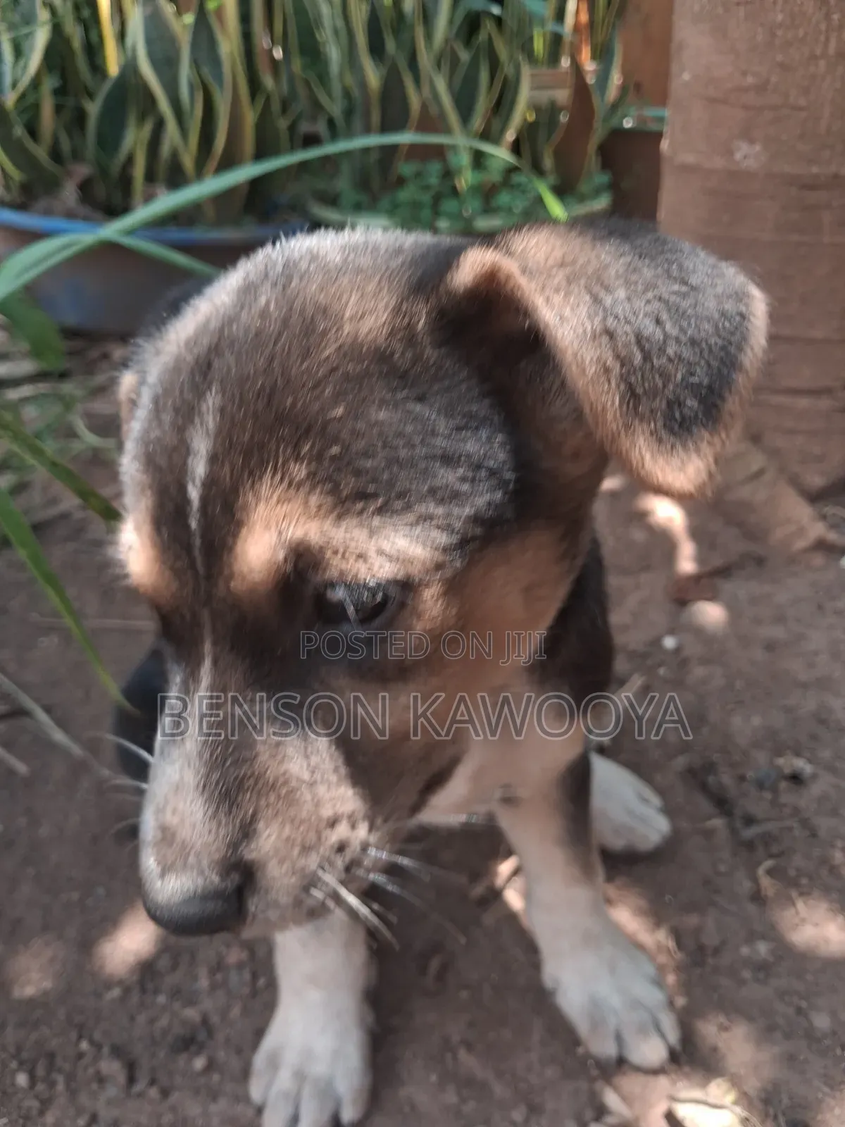 1-3 months Female Mixed Breed German Shepherd