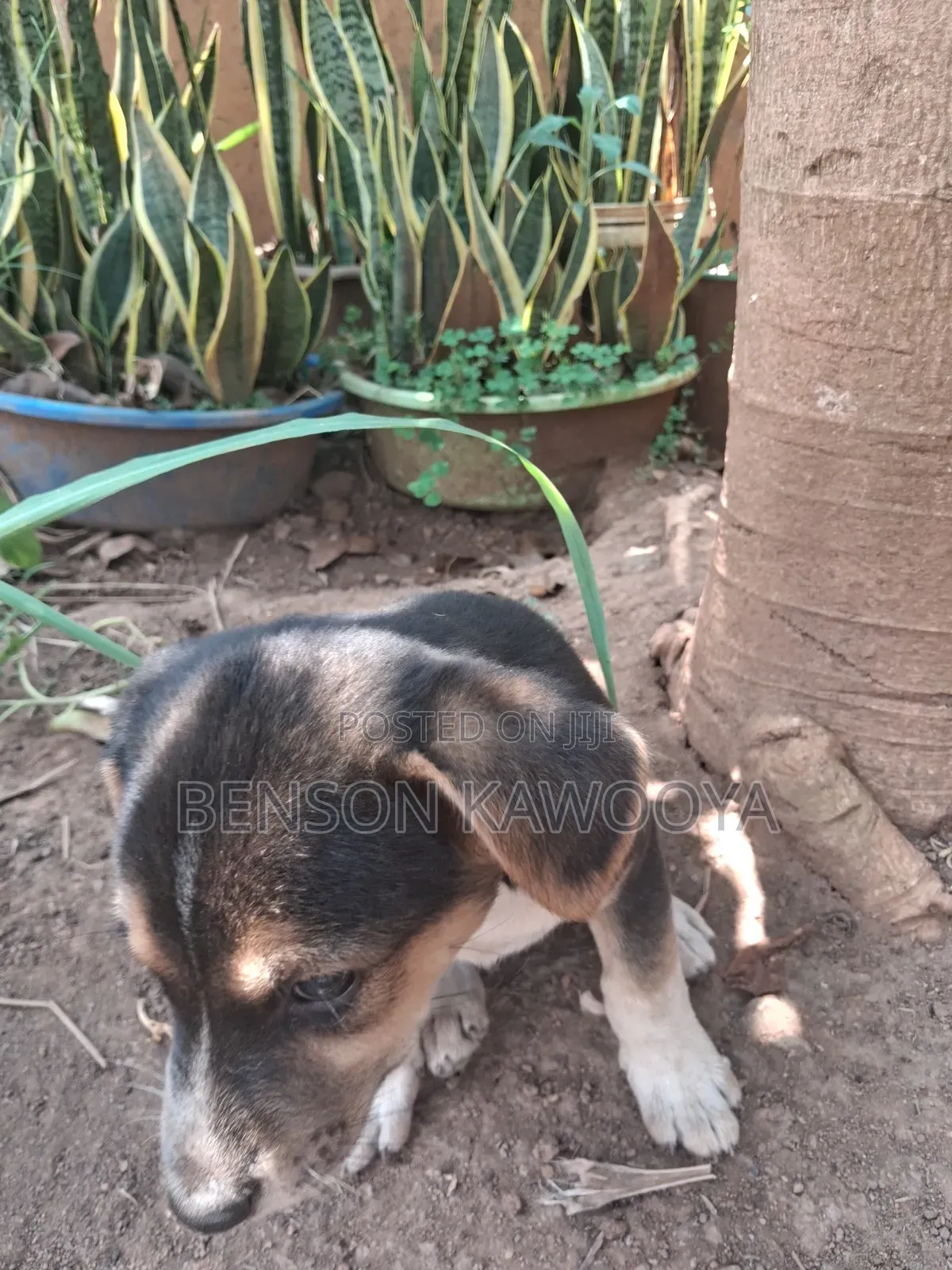 1-3 months Female Mixed Breed German Shepherd