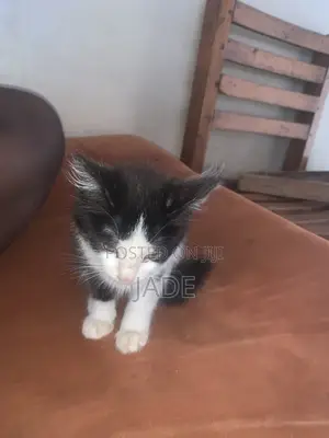 1-3 months Female Mixed Breed Cat