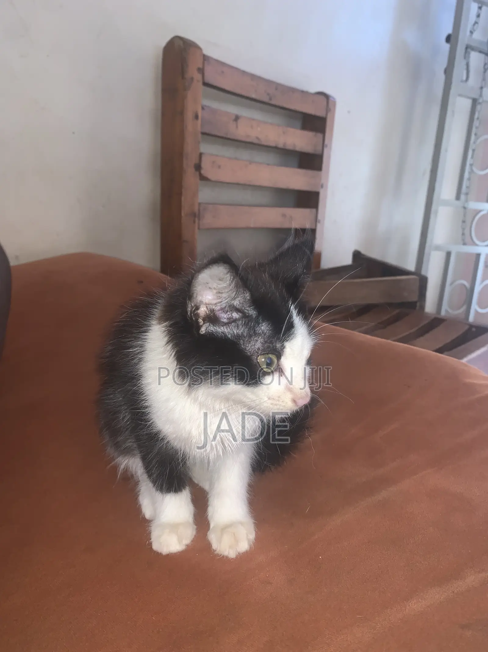 1-3 months Female Mixed Breed Cat