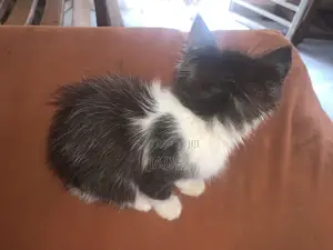 1-3 months Female Mixed Breed Cat