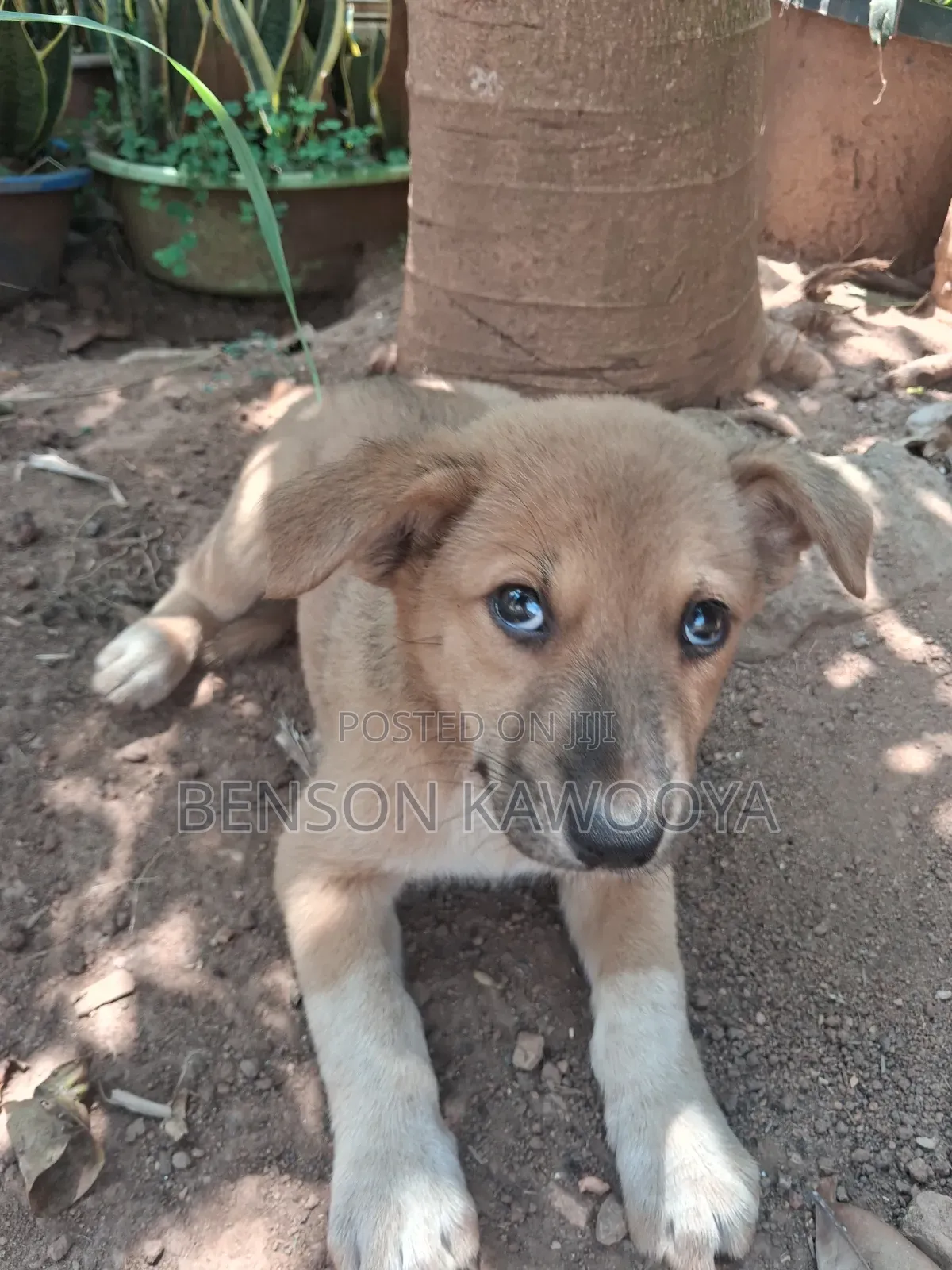 1-3 months Female Mixed Breed German Shepherd