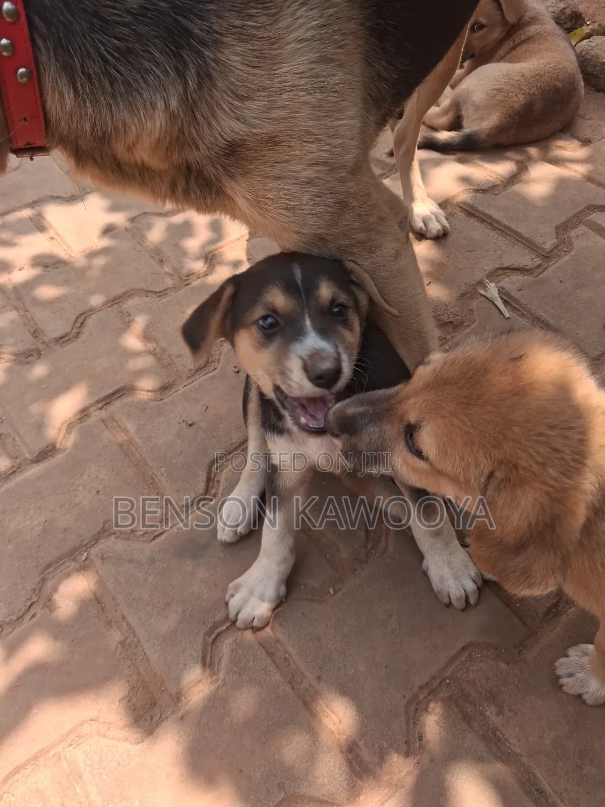 1-3 months Female Mixed Breed German Shepherd