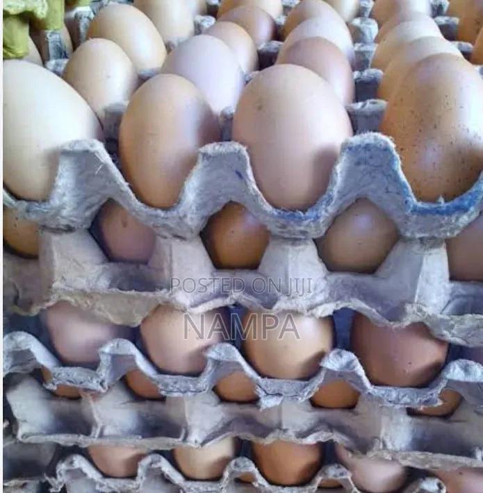 Eggs ,Trays