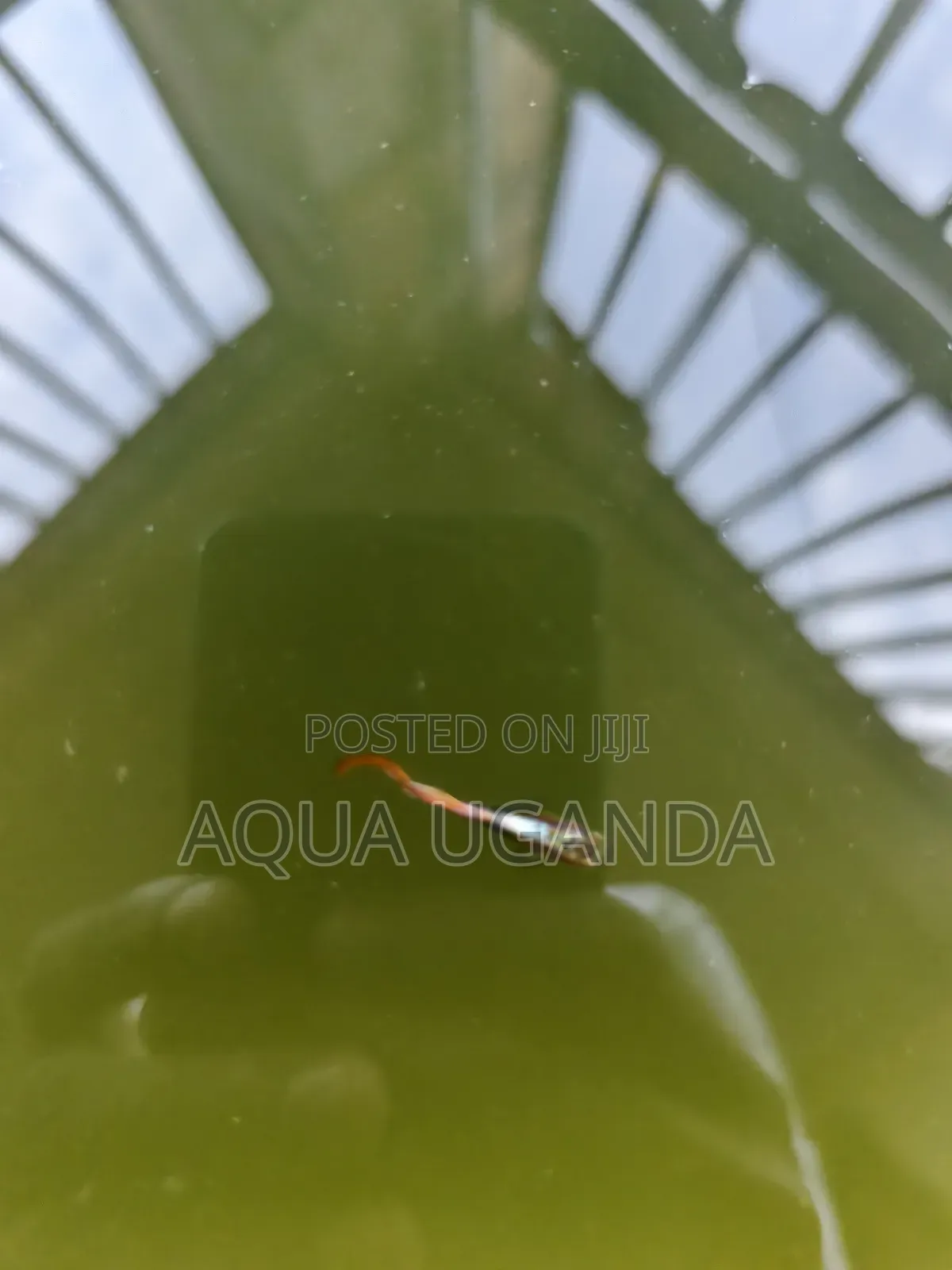 Guppy Fish