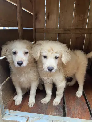 1-3 months Male Mixed Breed Japanese Spitz