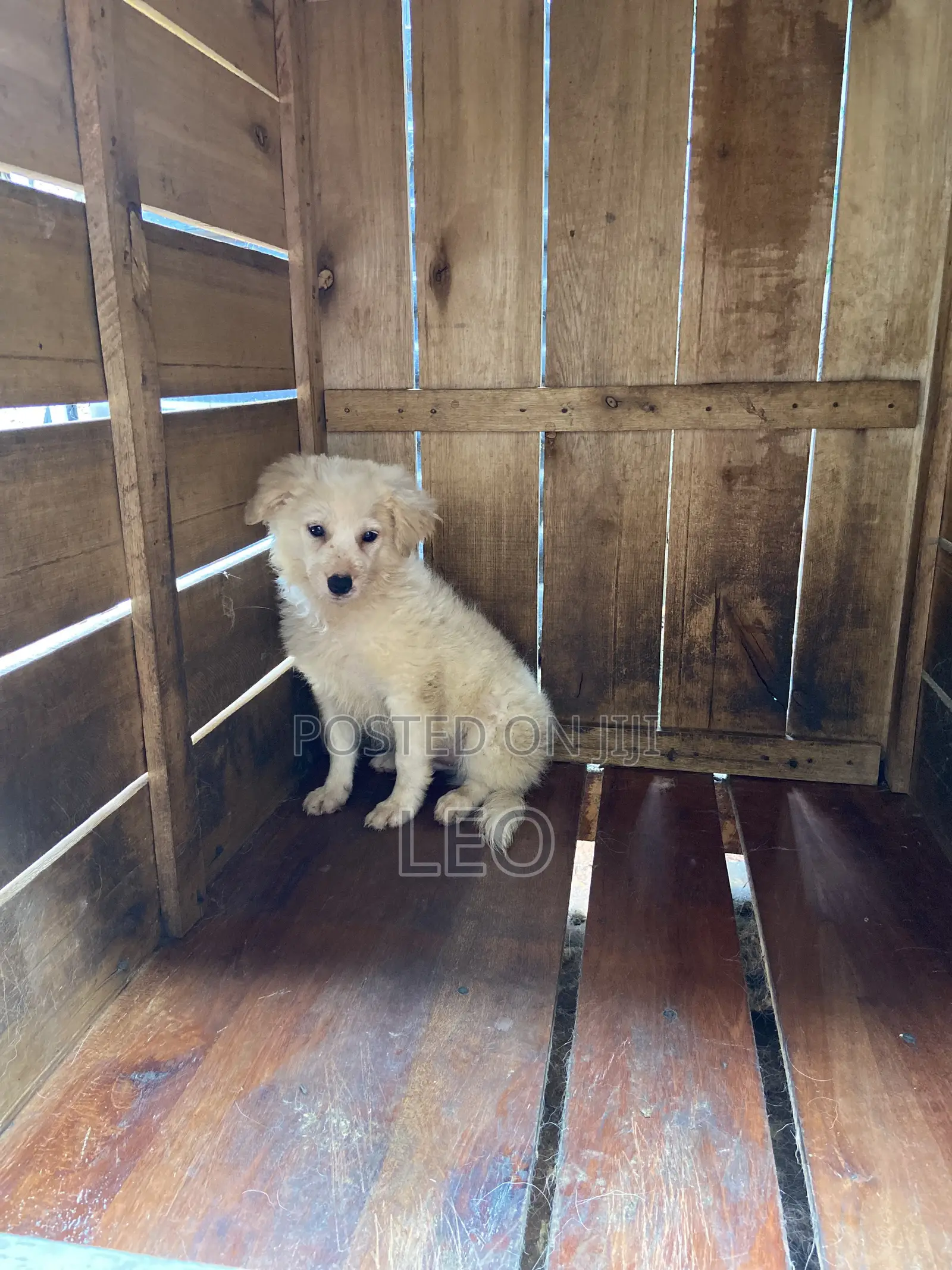 1-3 months Male Mixed Breed Japanese Spitz