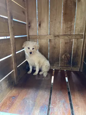 1-3 months Male Mixed Breed Japanese Spitz