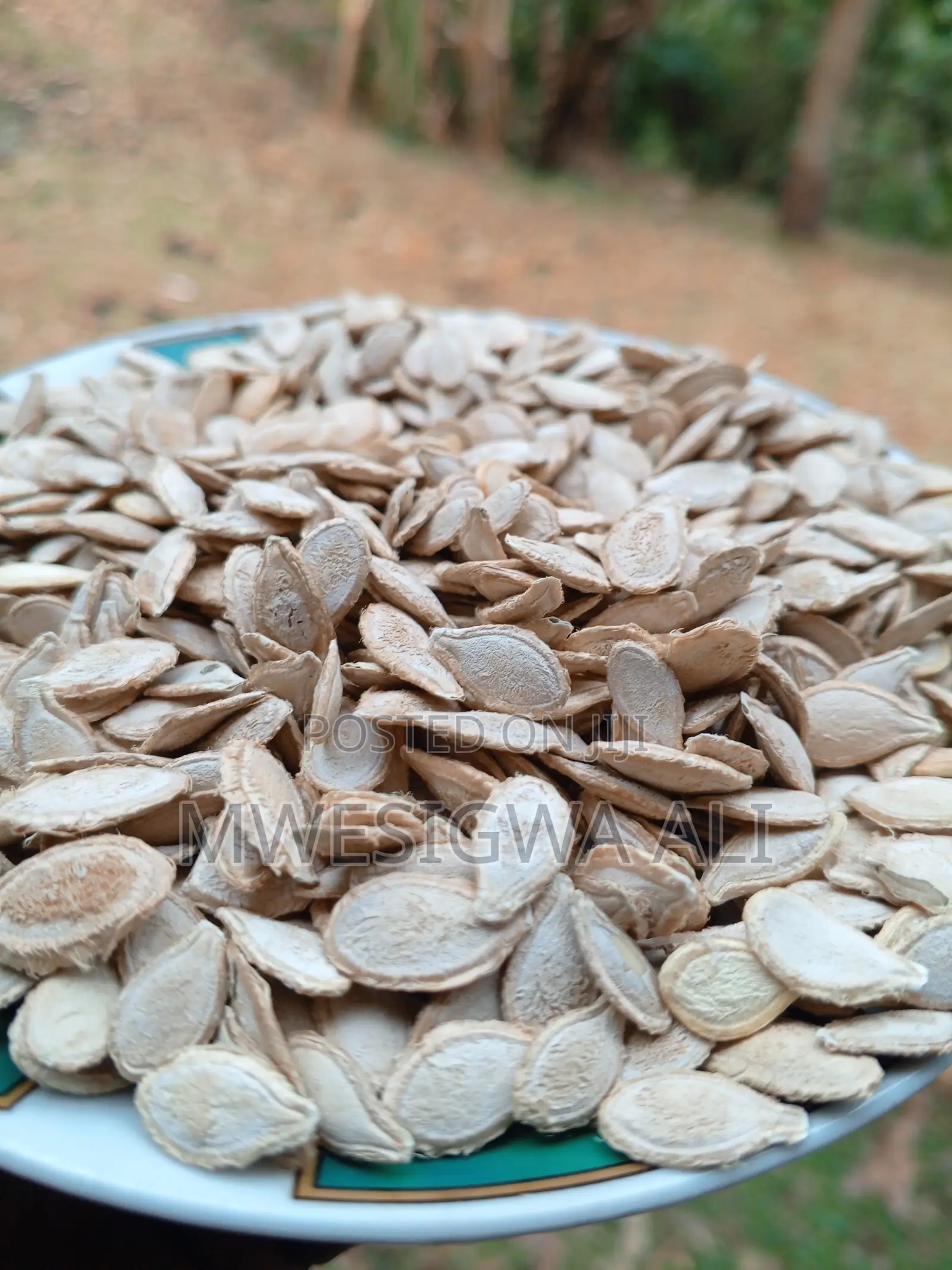 Quality Pumpkin Seeds