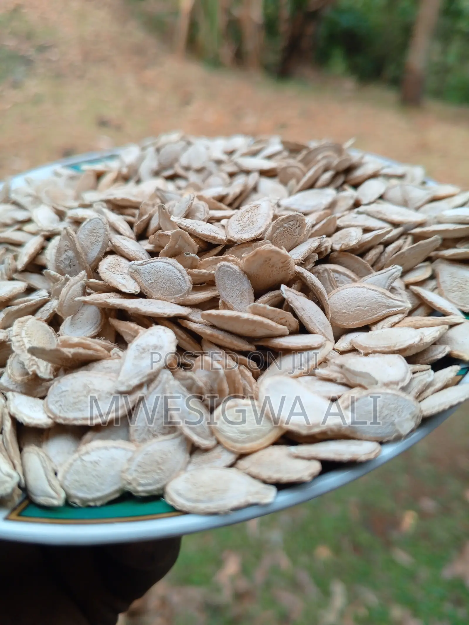 Quality Pumpkin Seeds