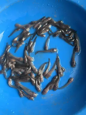 Catfish Fingerlings