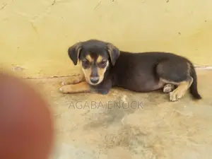 1-3 months Male Purebred German Shepherd