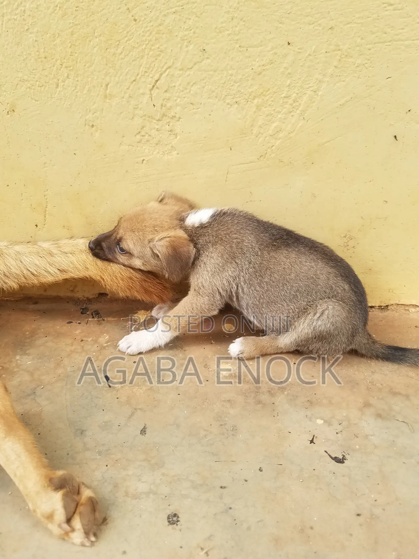 1-3 months Male Purebred German Shepherd
