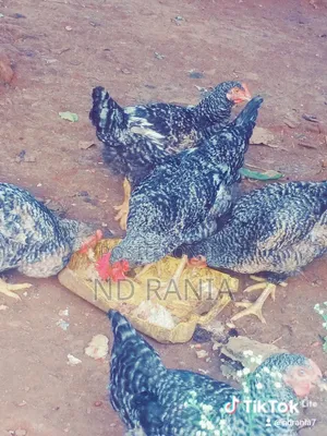 Good Quality  Chickens