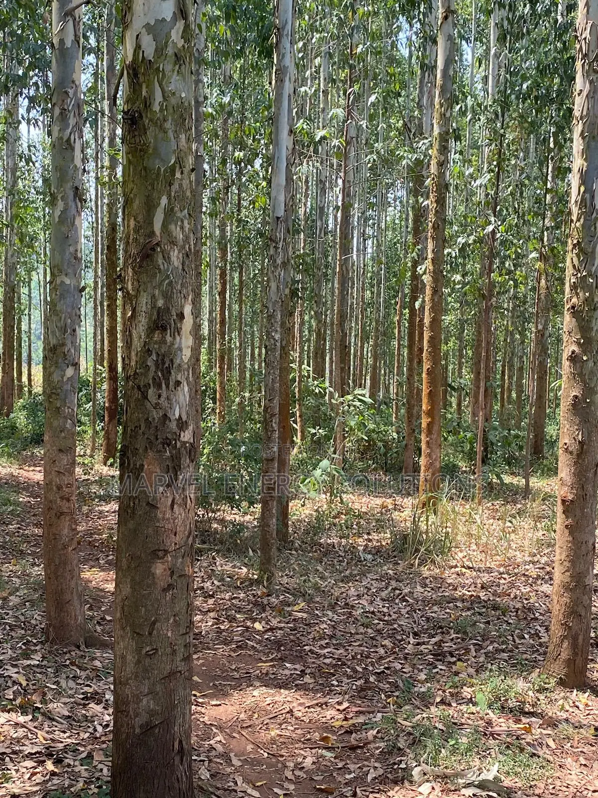 Kalitunsi Quality Timber Trees/ Eucalyptus Tree Plantation