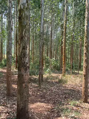 Kalitunsi Quality Timber Trees/ Eucalyptus Tree Plantation