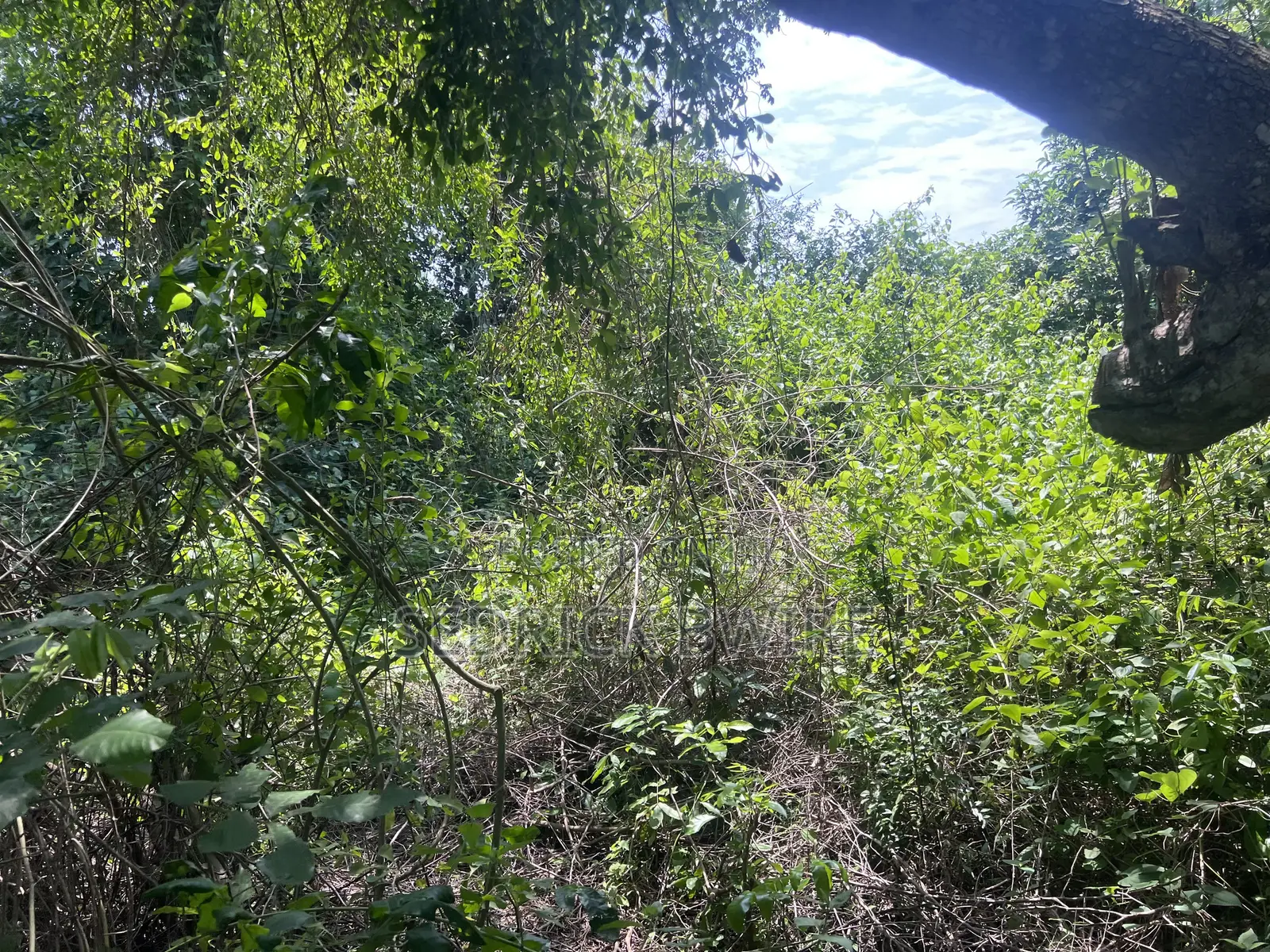 Land at Murchison Falls National Park
