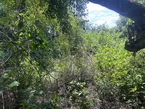 Land at Murchison Falls National Park