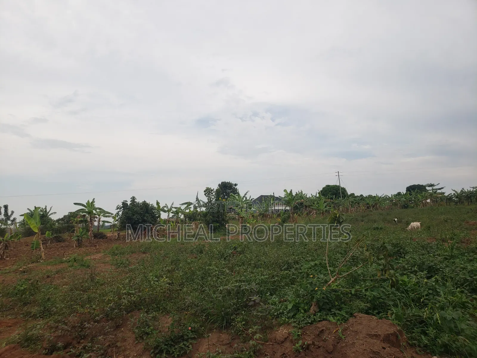 Plot for Sell Kiwenda Degeya at 12m