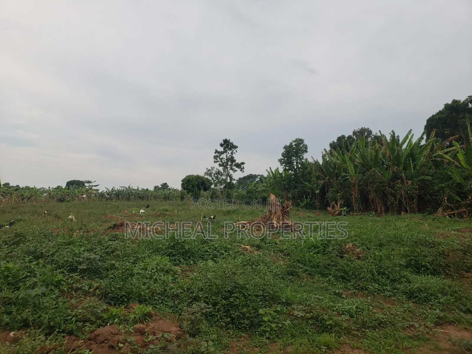 Plot for Sell Kiwenda Degeya at 12m