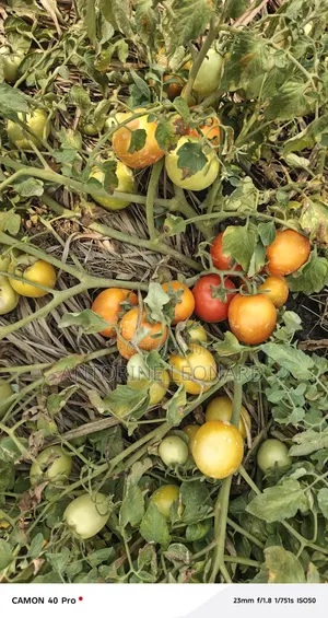 Fresh Tomatoes