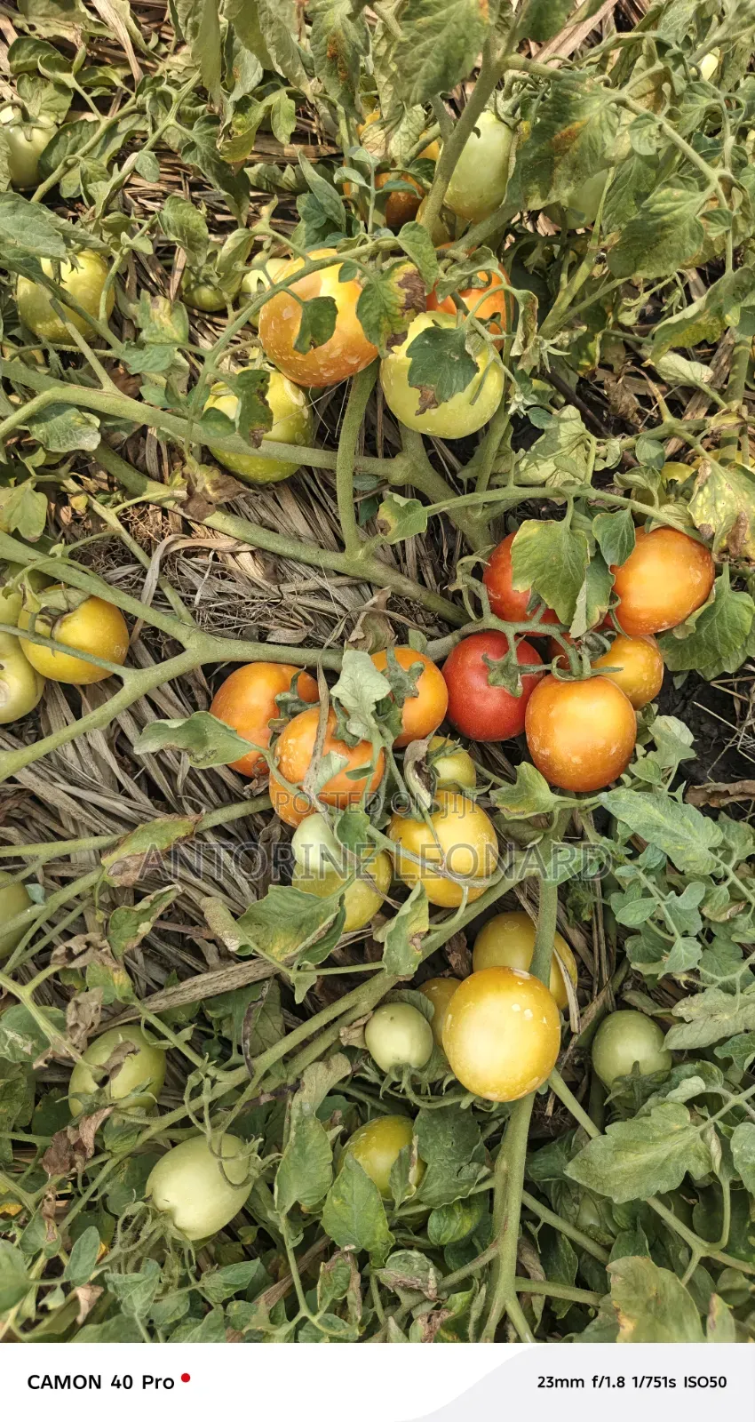 Fresh Tomatoes
