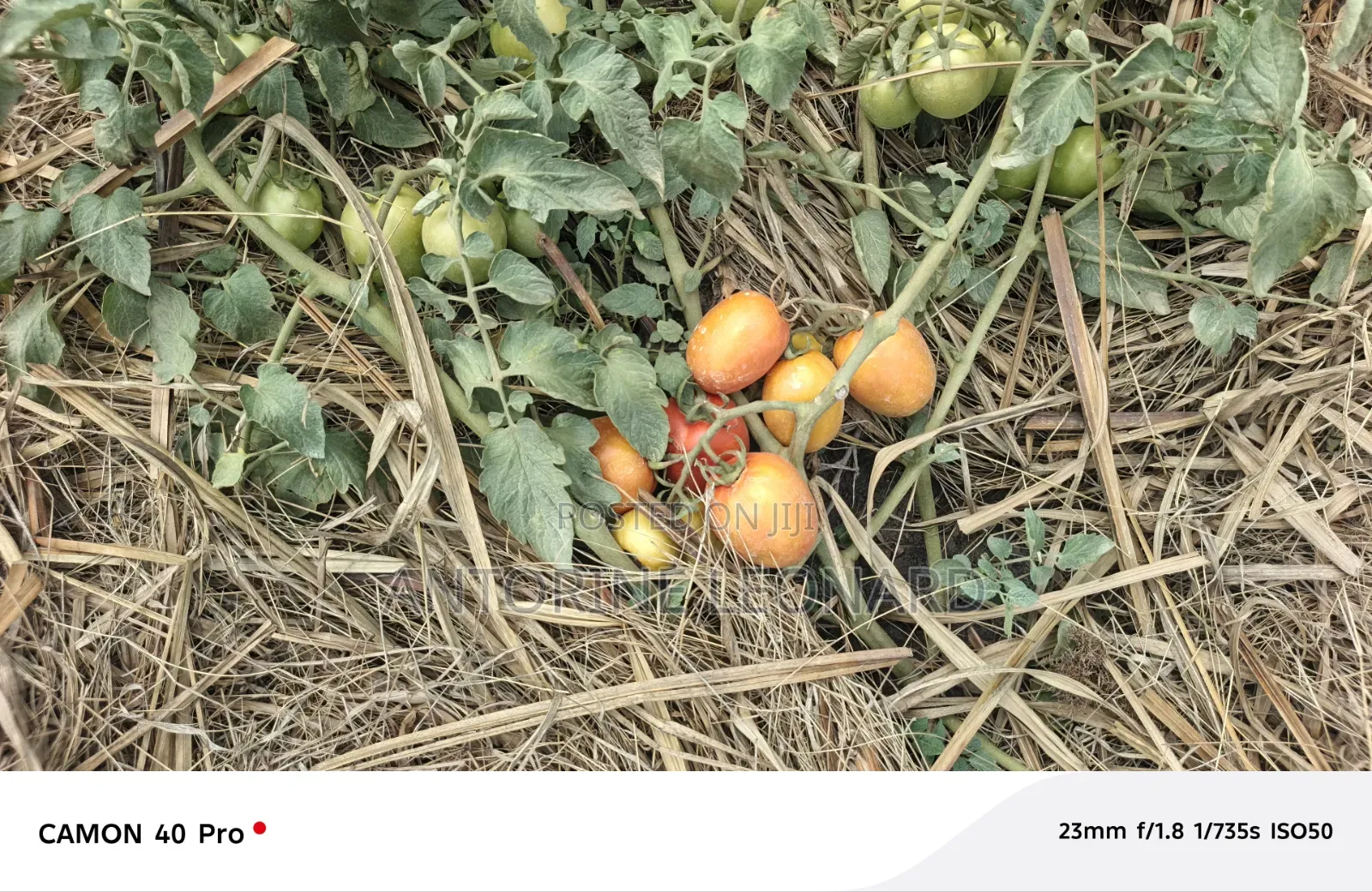 Fresh Tomatoes