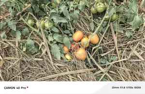 Fresh Tomatoes