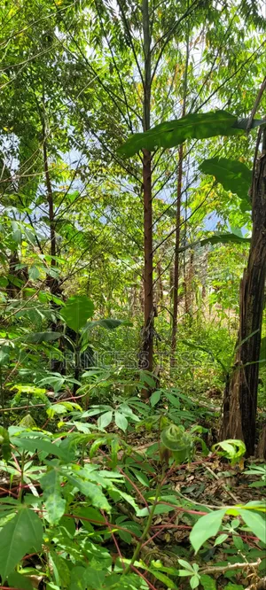 Kibanja Land