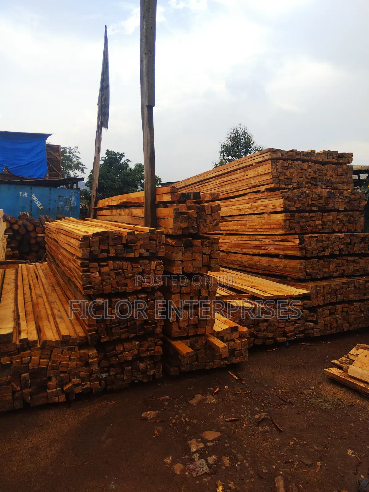 Pine Timber | Pine Wood | Timber Supplier