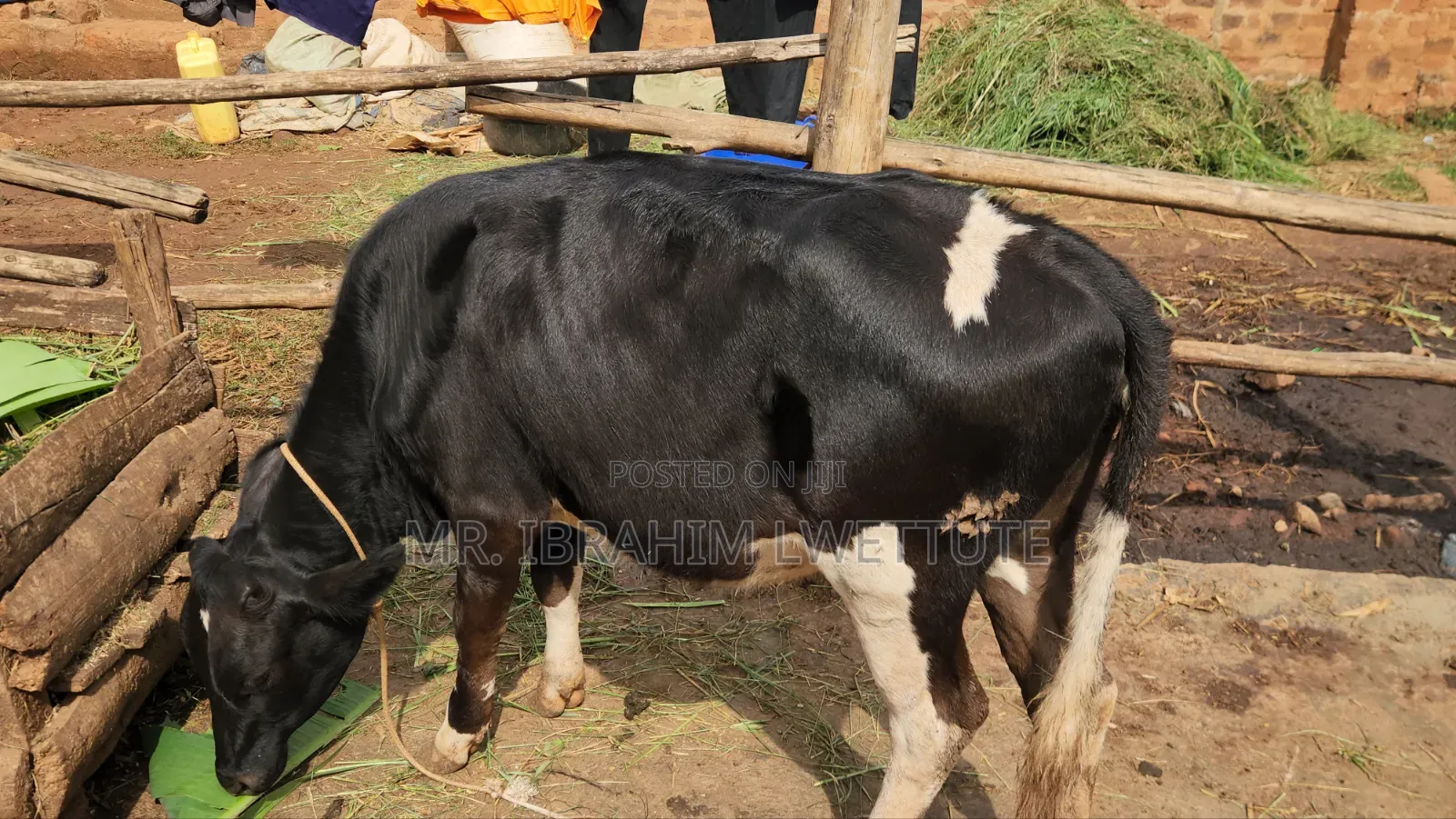 Dairy Friesian on Market
