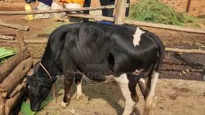 Dairy Friesian on Market