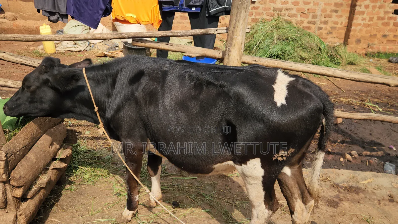 Dairy Friesian on Market