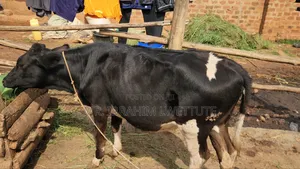 Dairy Friesian on Market