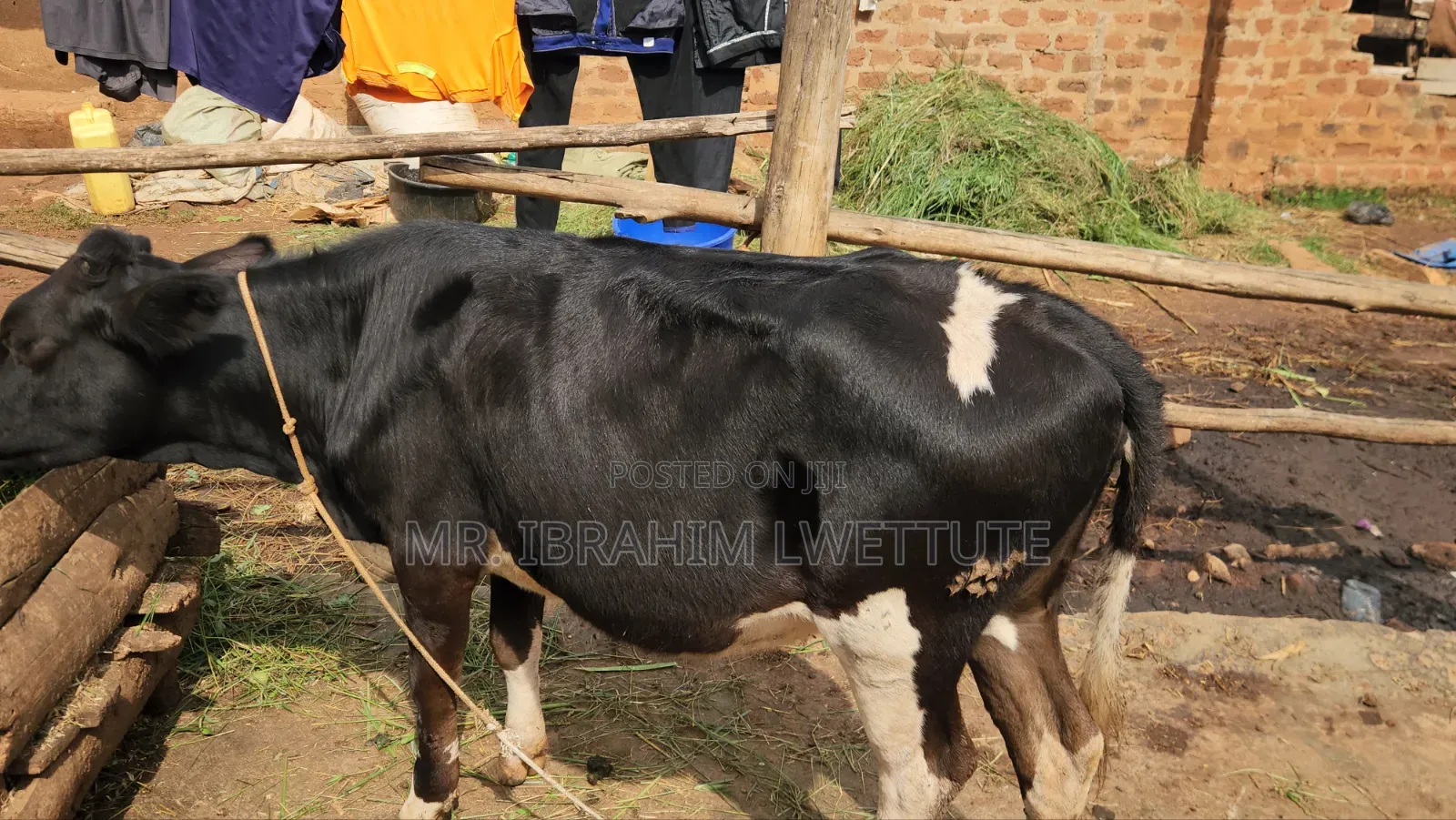 Dairy Friesian on Market