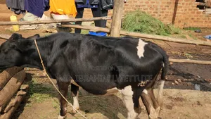 Dairy Friesian on Market