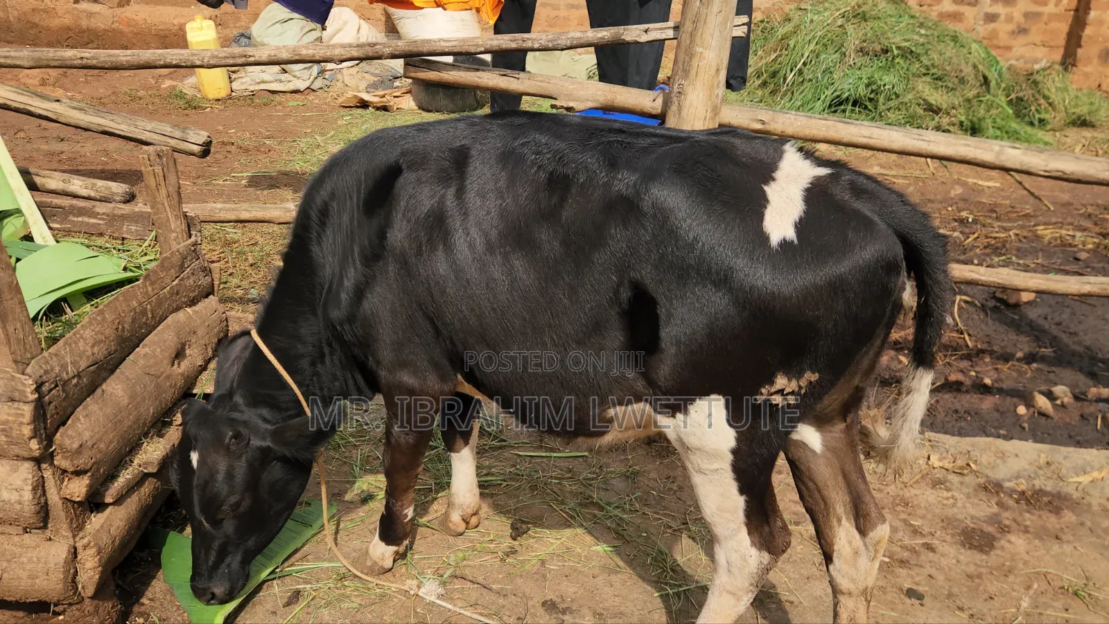 Dairy Friesian on Market