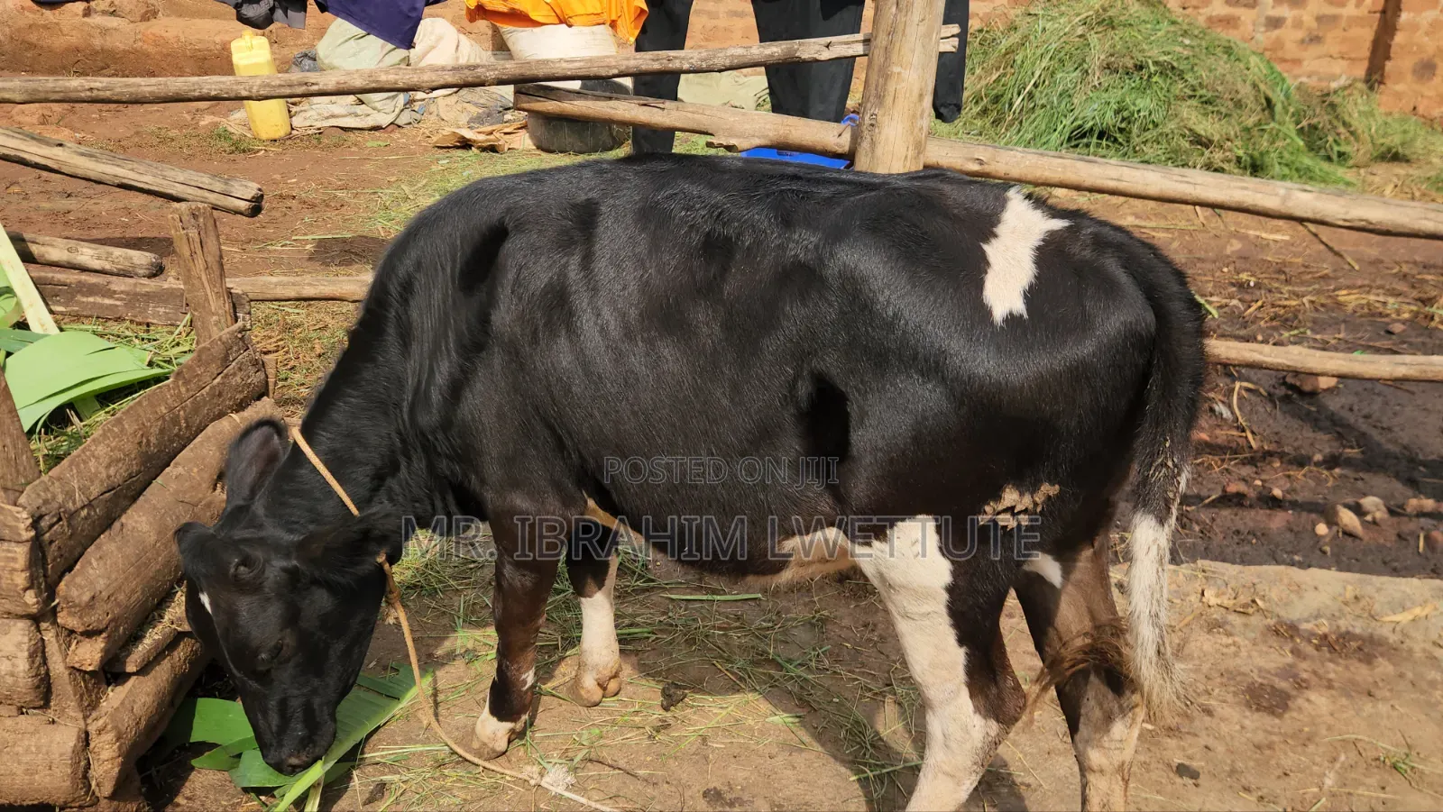Dairy Friesian on Market