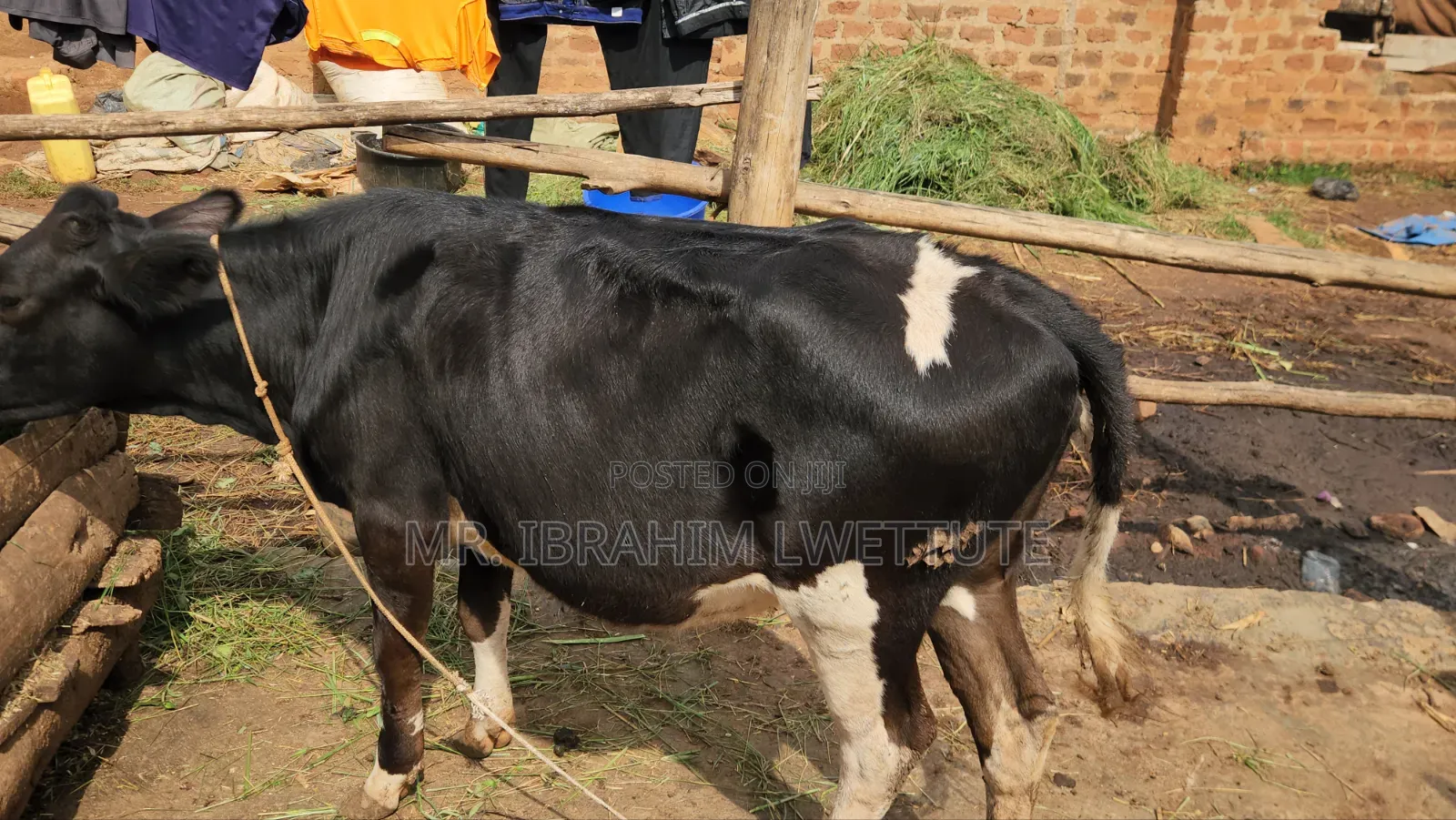 Dairy Friesian on Market