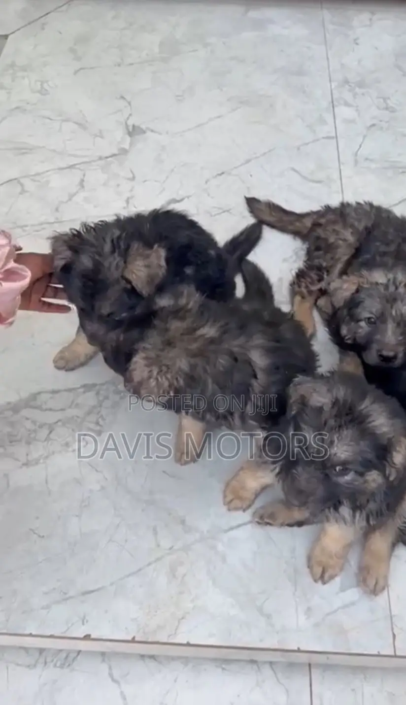 0-1 month Male Purebred German Shepherd