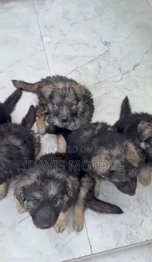 0-1 month Male Purebred German Shepherd