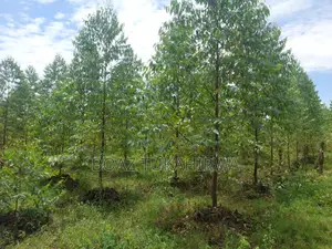 Agricultural Land for Sale in Lukasa Village, Nakaseke , 118 Acres