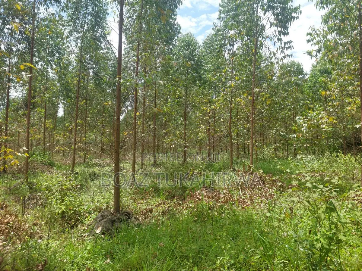 Agricultural Land for Sale in Lukasa Village, Nakaseke , 118 Acres